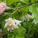 Styrax platanifolius - Photo (c) Aaron Lincoln, μερικά δικαιώματα διατηρούνται (CC BY-NC), uploaded by Aaron Lincoln