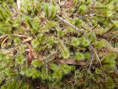 Breutelia pendula