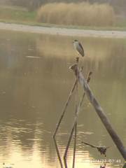 Nycticorax nycticorax