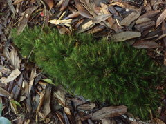 Dicranoloma menziesii