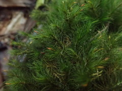 Dicranoloma menziesii