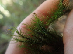 Dicranoloma menziesii