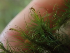 Dicranoloma menziesii