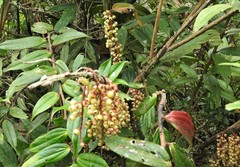 Thibaudia floribunda