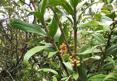 Thibaudia floribunda