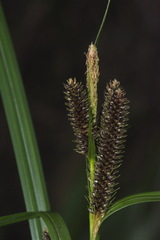 Carex lambertiana