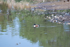 Spatula clypeata