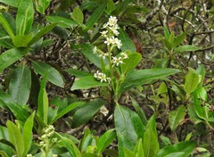 Escallonia paniculata