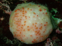 Eudistoma molle