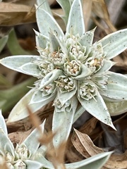 Eryngium pendletonense