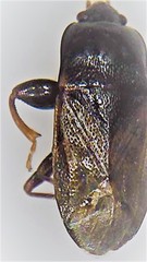 Plinthisus woodwardi