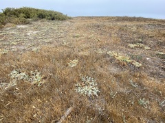 Eryngium pendletonense