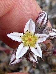 Dudleya blochmaniae blochmaniae