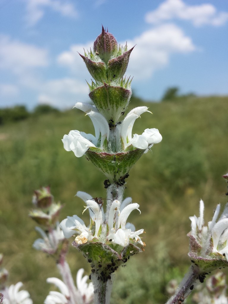 Mediterranean Sage (Noxious Weeds of Colorado) · iNaturalist