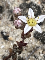 Dudleya blochmaniae blochmaniae