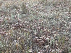 Dudleya blochmaniae blochmaniae