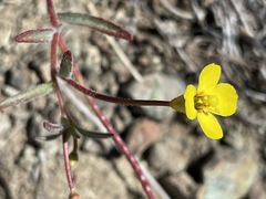 Camissonia benitensis
