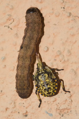 Apateticus lineolatus