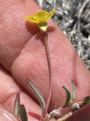 Camissonia benitensis
