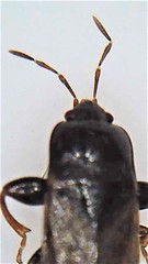 Plinthisus woodwardi