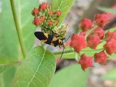 Oncopeltus cingulifer