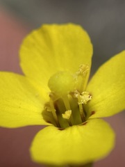 Camissonia benitensis