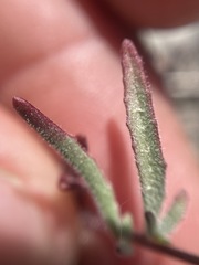Camissonia benitensis