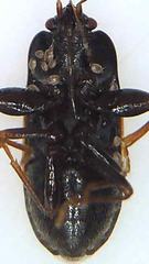 Plinthisus woodwardi