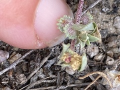 Atriplex coulteri