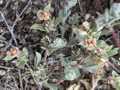 Atriplex coulteri