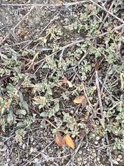 Atriplex coulteri