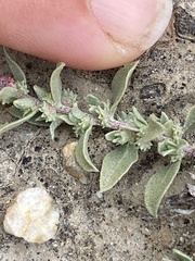 Atriplex coulteri