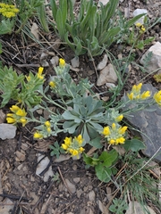 Physaria bellii