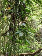 Rhaphidophora hongkongensis