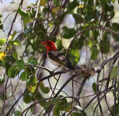 Anaplectes rubriceps