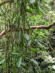 Rhaphidophora hongkongensis