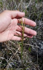 Agalinis linifolia image