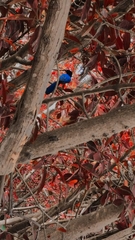 Cyanocorax