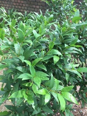 Syzygium hancei