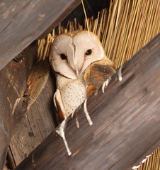 Tyto alba poensis