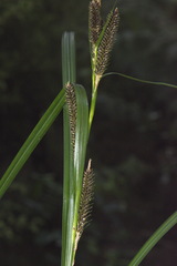 Carex lambertiana