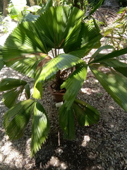 Saribus rotundifolius