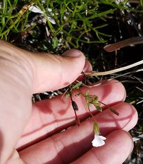 Mecardonia acuminata image