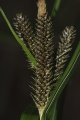 Carex lambertiana