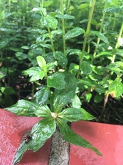 Sphagneticola calendulacea