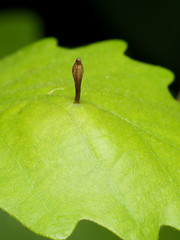 Andricus chinquapin