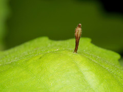 Andricus chinquapin