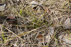Carex praecox