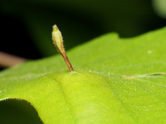 Andricus chinquapin