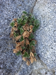 Potentilla fragiformis